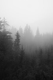 Nebelverhüllter Kiefernwald in den österreichischen Bergen von Amy Hengst Reisefotografie Kunstdrucke