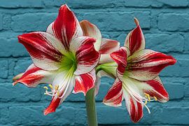 Schöne rote und weiße Amaryllis für eine blaue Wand von Thijs van Laarhoven