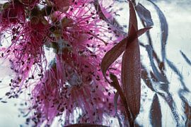 Callistemon in ice 3 by Marc Heiligenstein
