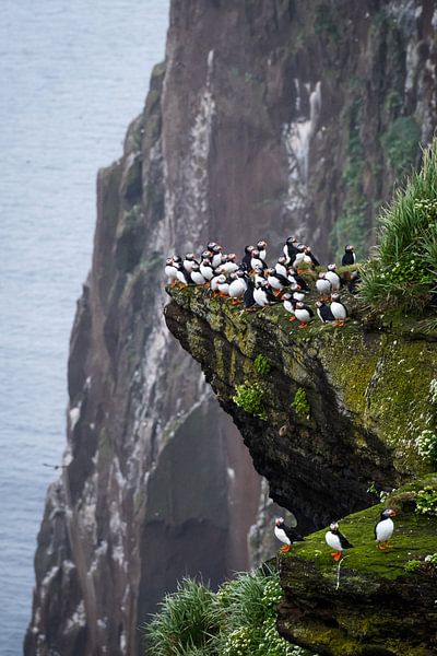 Papegaaiduikers op Drangey Island van Elly van Veen