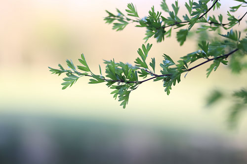 Der Frühling erwacht