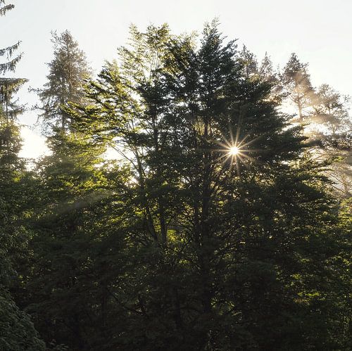 Spectaculaire bergfoto van de beroemde Drie Toppen in de Dolomieten - een tijdloos motief voor alle bergliefhebbers. Heldere structuren, indrukwekkende rotswanden en de onmiskenbare alpine achtergrond maken van deze foto het hoogtepunt van elke muur.