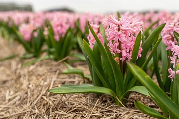 Hyacinten bloemenveld van Yanuschka Fotografie | Noordwijk