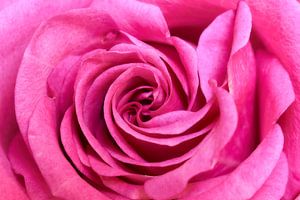 Rose rose