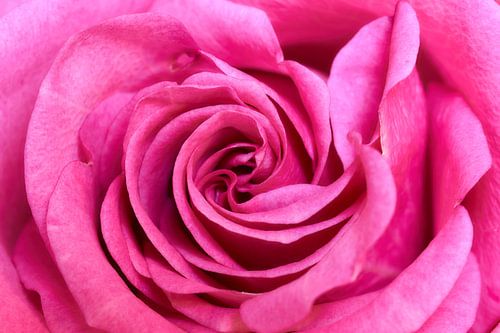 Roze roos