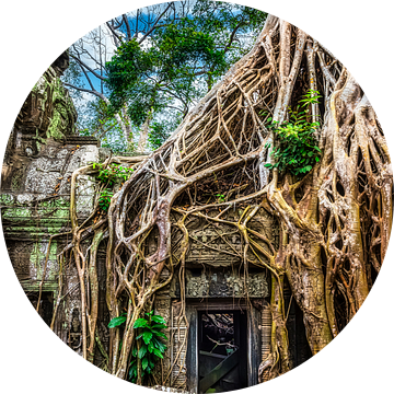 Tomb raider, Ta Prohm tempel, Cambodja