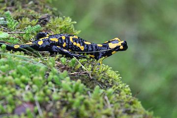 Feuersalamander von Claudia Schwabe