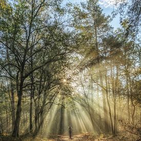 Zonsopgang in het Speuldersbos van Adriaan Westra