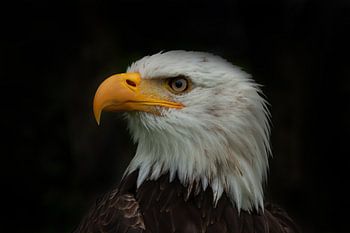 Bald Eagle, Amerikaanse Zeearend. Een portret