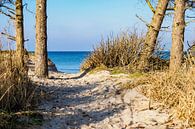 Strand an der Ostseeküste bei Graal Müritz van Rico Ködder thumbnail