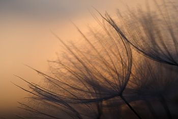 Zonsopkomst achter paardenbloem.