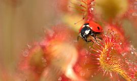 zonnedauw met lieveheersbestje sur Incanto Images