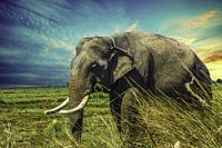 Olifant in de natuur