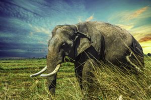 Olifant in de natuur