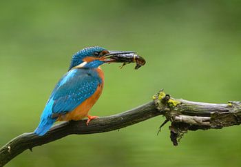 Eisvogel mit gefangenen Flusskrebsen!