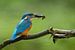 IJsvogel met gevangen rivierkreeft! van Remco Van Daalen