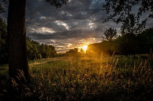 Sunset over the field