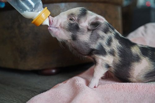 Bonte miniatuur handopfok biggetjes tijdens voedertijd