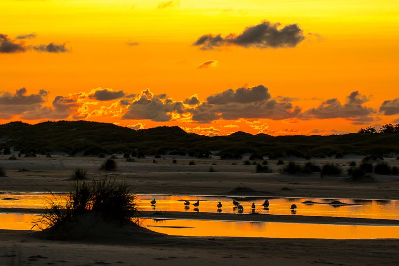 Möwen beim Sonnenuntergang auf Amrum by Alexander Wolff