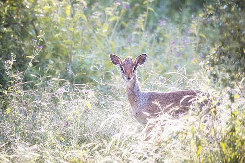Dikdik tussen het hoge gras van Stories by Dymph
