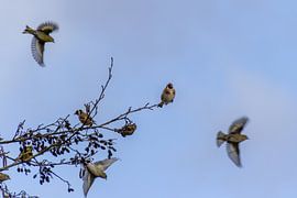 Het vermoeiende leven van een putter tussen sijzen van Frans-Jan Snoek