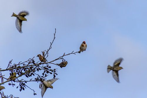 Het vermoeiende leven van een putter tussen sijzen