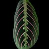Maranta Tricolor van Anita Visschers