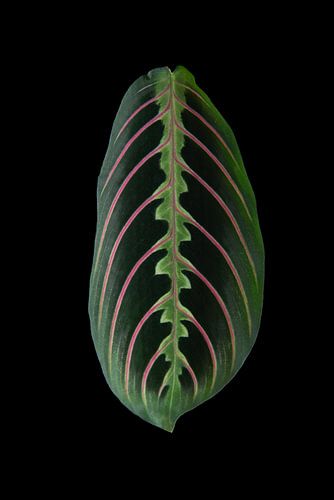 Maranta Tricolor