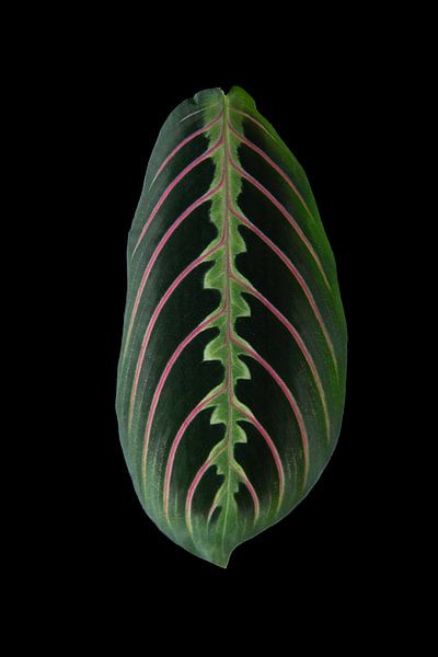 Maranta Tricolor van Anita Visschers