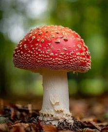 Pilz (Fliegenpilz) rot mit weißen Punkten von Linda De graaf