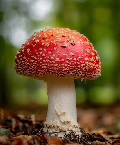 Pilz (Fliegenpilz) rot mit weißen Punkten