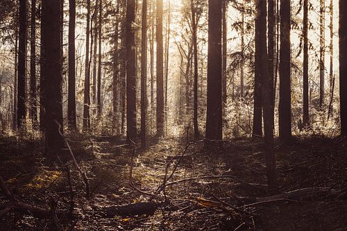 Zonnestralen die zich een weg banen door het woud