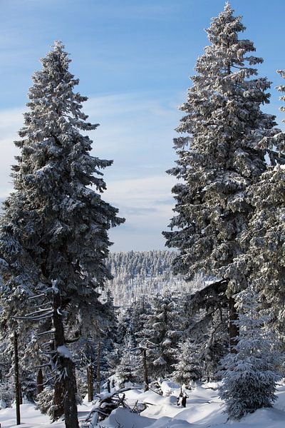 Winterlandschaft in der Nähe des Brockens im Harz von t.ART