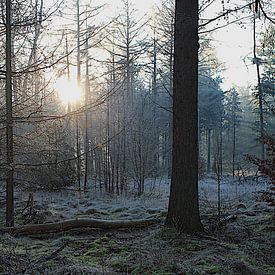 Der erste Sonnenstrahl von Photographico Magnifico