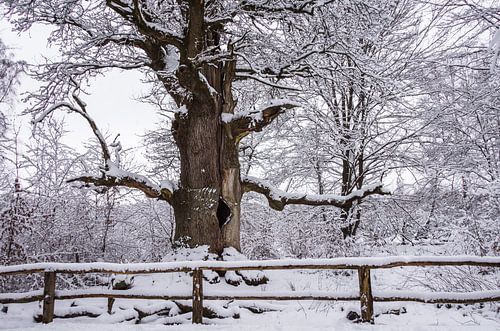Winter bij de oude schoorsteeneik