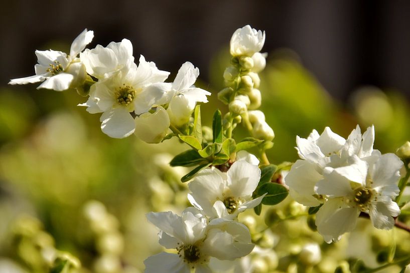 Blüte von Monique Verlouw