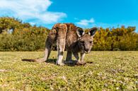 Joey, your new best friend by Ruben Swart thumbnail