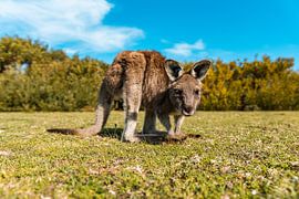 Joey, your new best friend