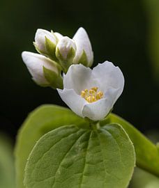 Summer bloom