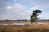 Hatertse fens