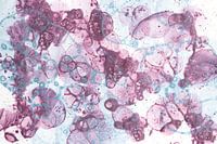 Light blue and purple bubbles II