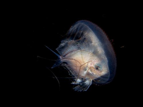 Ein Fisch und eine Qualle