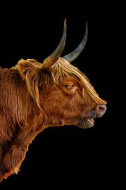 Highlander écossais sur Leon Okkenburg