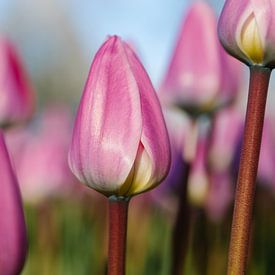 Rosa Tulpe von Esther de Cuijper