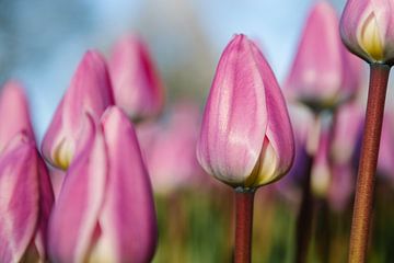 Pink Tulp van Esther de Cuijper