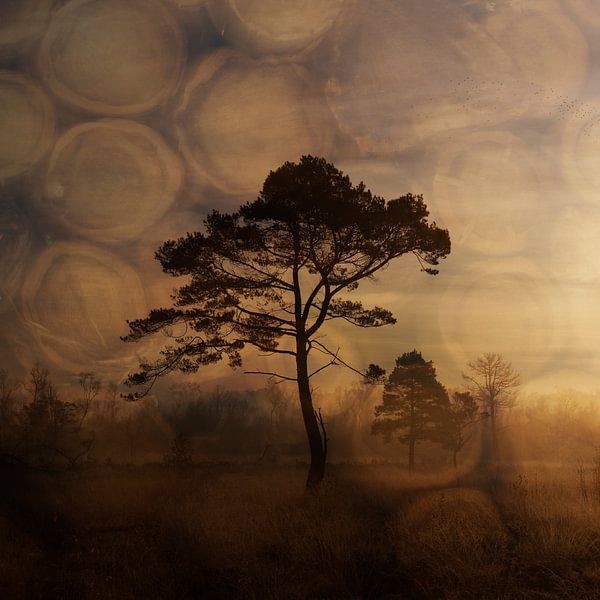 Wooldseveen le matin par Gonda Versteeg