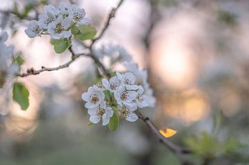 Blumen Teil 118 von Tania Perneel