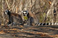 Ringelschwanz Lemuren von Antwan Janssen Miniaturansicht