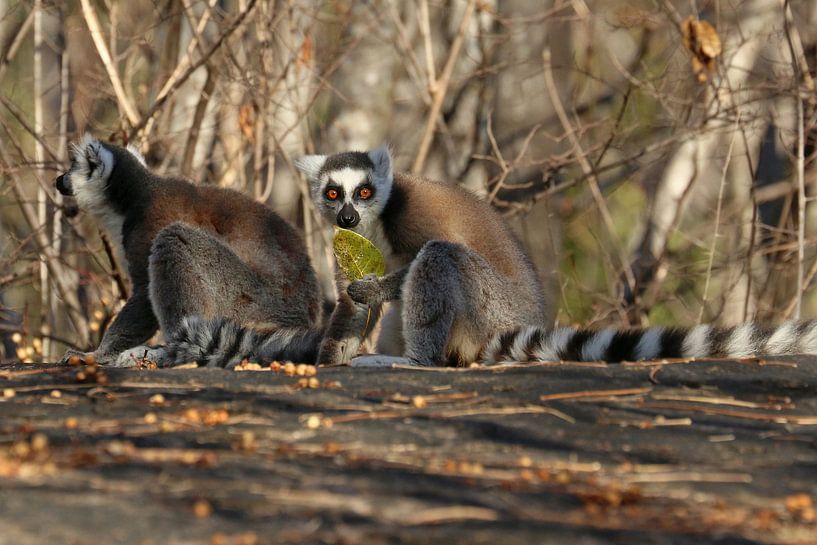Ringelschwanz Lemuren von Antwan Janssen