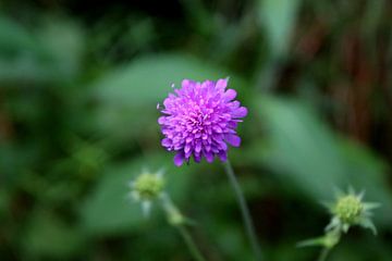 Purple flower 3 van Paul Emons